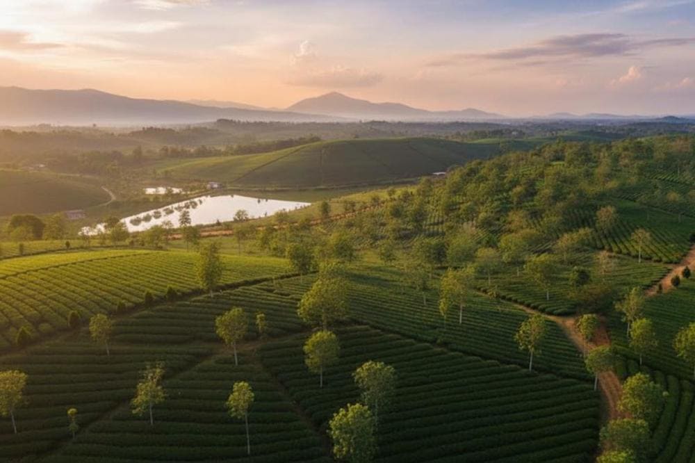 Nh&igrave;n từ tr&ecirc;n cao đồi ch&egrave; như một tấm thảm xanh mướt, đầy sức sống.